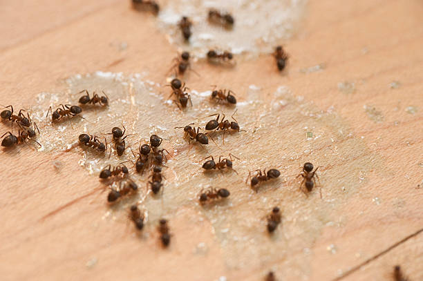 Best Pest Control Near Me  in Woodland Heights, PA